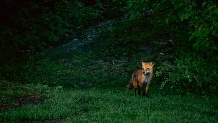JAMESON KING Forest Neighbor