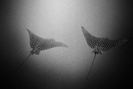 MONIQUE STAUDER'S Pacific Synchronicity (Galapagos, Ecuador)