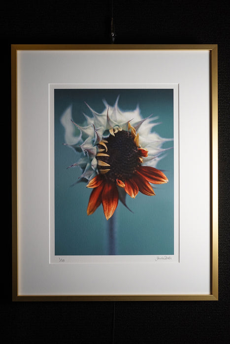 GAUCHA BERLIN'S Red Sunflower
