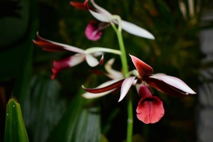 Amber McKenney RED AND WHITE ORCHID