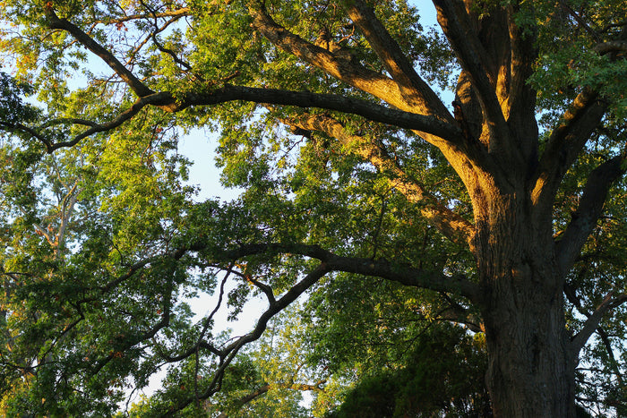 CAROL BOSS' Sunlight on Oak