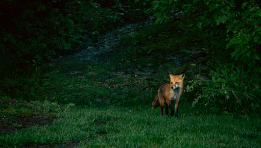 JAMESON KING Forest Neighbor