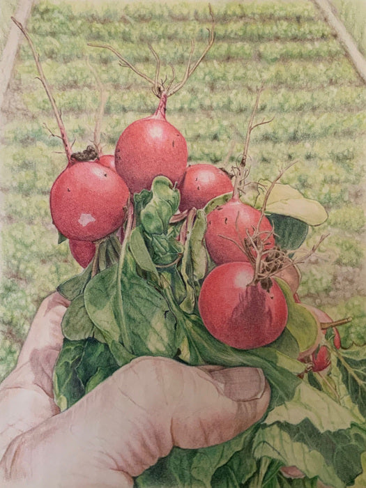SHEILA MICHAEL'S I've Got A Lovely Bunch Of Radishes